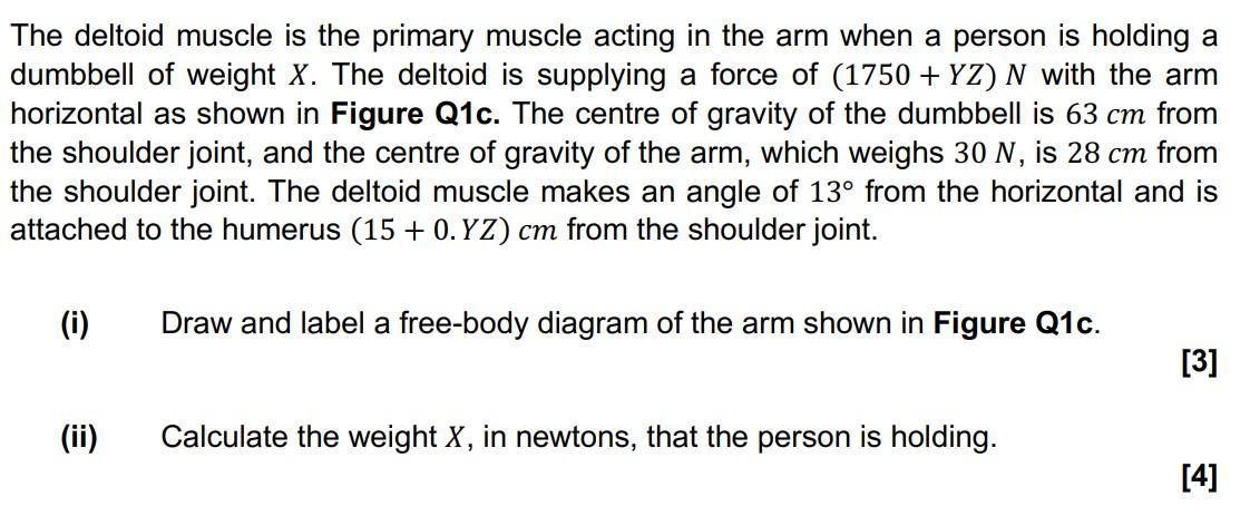 The Deltoid Muscle Is The Primary Muscle Acting In The Arm When A Person Is Holding A Dumbbell Of Weight X The Deltoid 1
