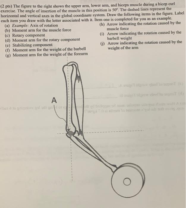 2 Pts The Figure To The Right Shows The Upper Arm Lower Arm And Biceps Muscle During A Bicep Curl Exercise The Angl 1
