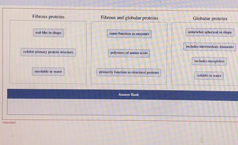 Fibrous Proteins Fibrous And Globular Proteins Globular Proteins Rod Like In Shape Some Function As Enzymes Somewhat Sph 1