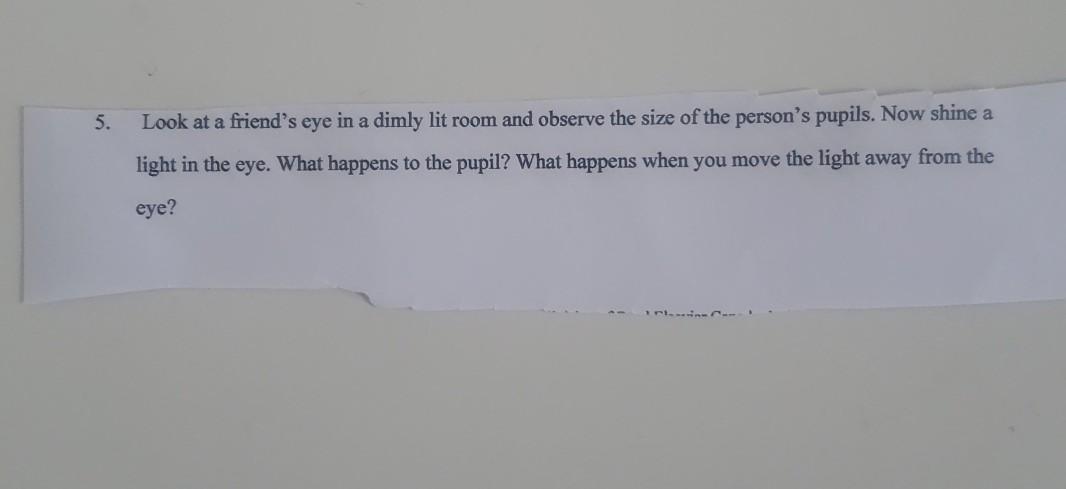 5 Look At A Friend S Eye In A Dimly Lit Room And Observe The Size Of The Person S Pupils Now Shine A Light In The Eye 1