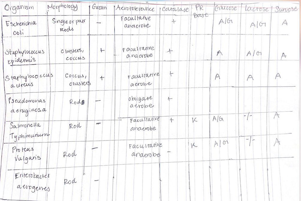 Organism Morphology Gram Aerotolerance Catalase Pr Base Escherichia Single Or Pair Rods Facultative Anderobe Coli Cl 1