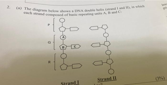 2 A The Diagram Below Shows A Dna Double Helix Strand I And Ii In Which Each Strand Composed Of Basic Repeating Un 1