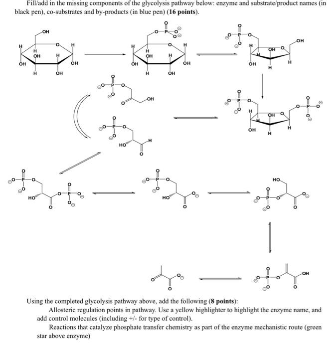 Fill Add In The Missing Components Of The Glycolysis Pathway Below Enzyme And Substrate Product Names In Black Pen C 1
