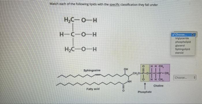 Match Each Of The Following Lipids With The Specific Classification They Fall Under H C 0 H H C O H H C O H Oh Sphingosi 1