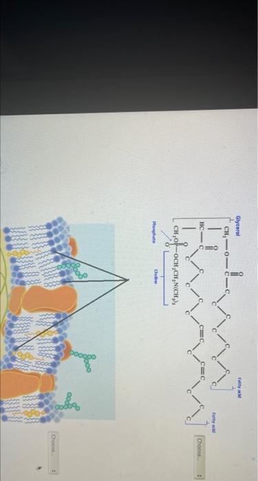 Match Each Of The Following Lipids With The Specific Classification They Fall Under H C 0 H H C O H H C O H Oh Sphingosi 2
