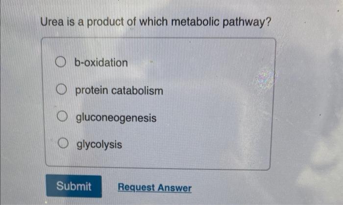Urea Is A Product Of Which Metabolic Pathway B Oxidation Oprotein Catabolism Gluconeogenesis Oglycolysis Submit Request 1