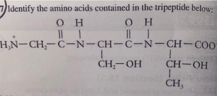 7 Identify The Amino Acids Contained In The Tripeptide Below Oh O H H N Ch C N Ch C N Ch Coot 1 1 Ch Oh Ch Oh 1 Ch 1