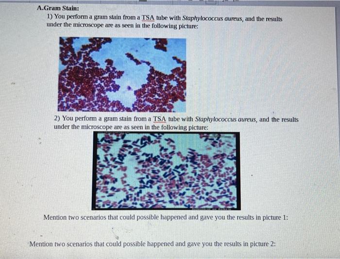 A Gram Stain 1 You Perform A Gram Stain From A Tsa Tube With Staphylococcus Aureus And The Results Under The Microsco 1