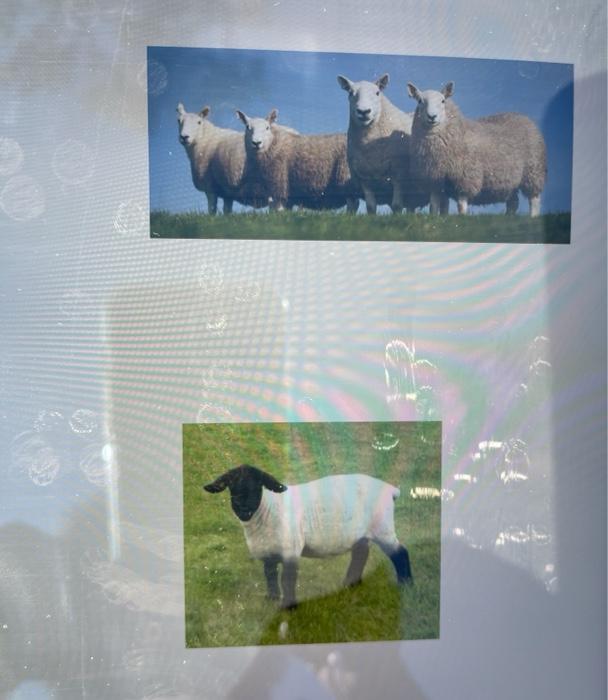 Name The Breeds Of Sheep Or Goats In The Pictures Below Farm Animal Disease And Nutrition Class For Veterinary Nursi 1