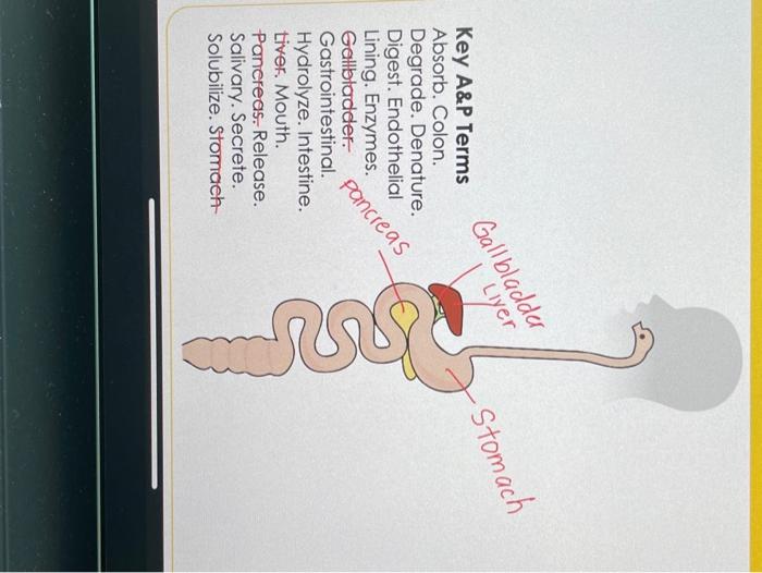 Gallbladder Liyer Stomach Key A P Terms Absorb Colon Degrade Denature Digest Endothelial Lining Enzymes Gallblad 1