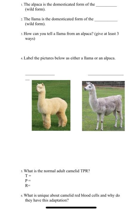1 The Alpaca Is The Domesticated Form Of The Wild Form 2 The Llama Is The Domesticated Form Of The Wild Form 3 1