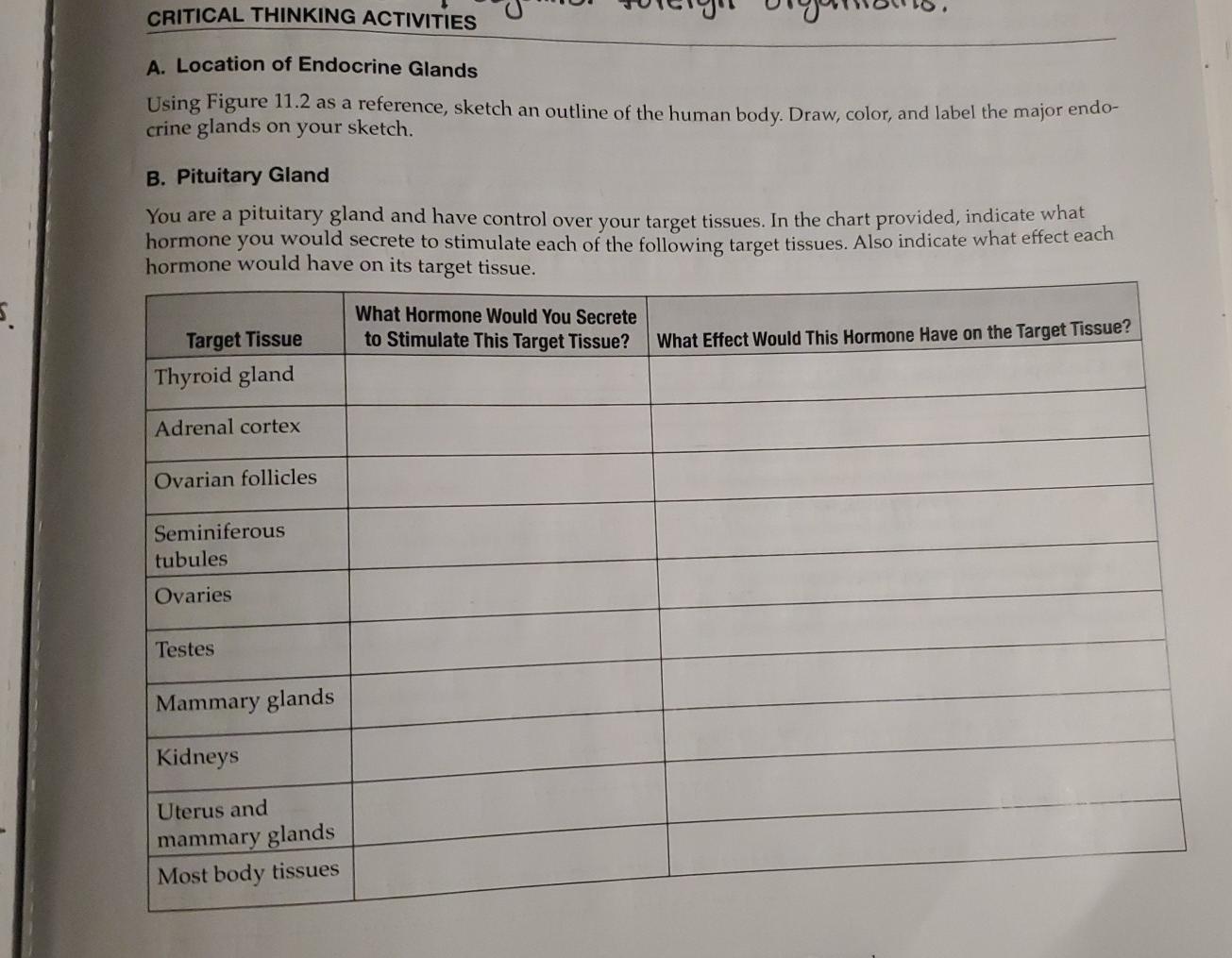 Critical Thinking Activities A Location Of Endocrine Glands Using Figure 11 2 As A Reference Sketch An Outline Of The 1