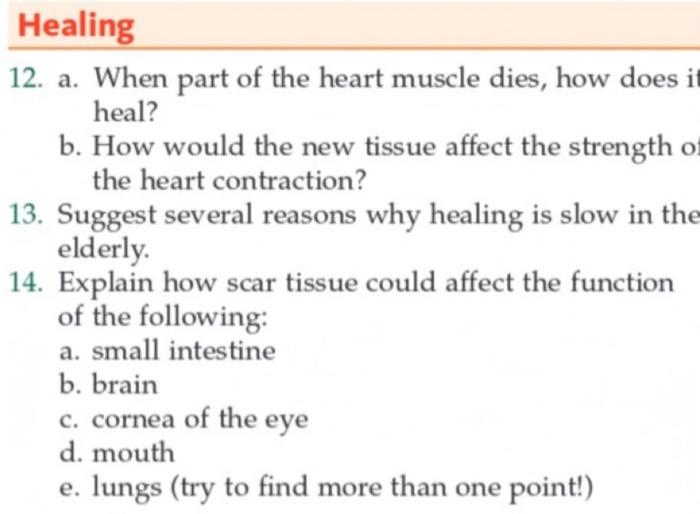 Healing 12 A When Part Of The Heart Muscle Dies How Does It Heal B How Would The New Tissue Affect The Strength Of 2