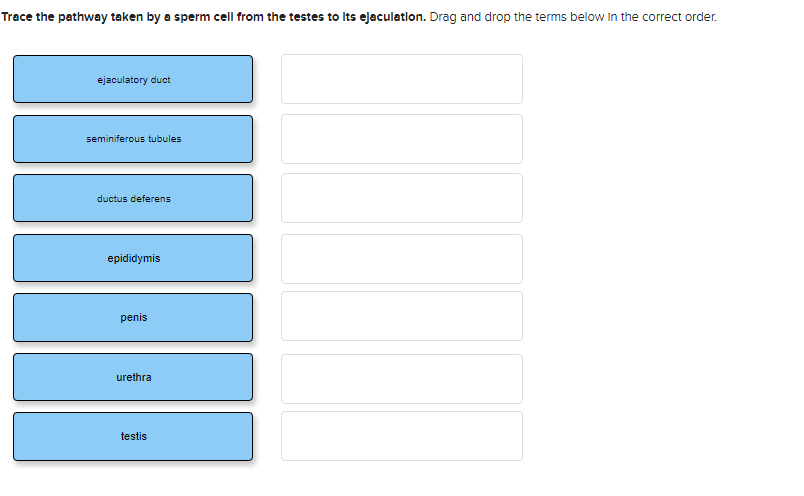 Trace The Pathway Taken By A Sperm Cell From The Testes To Its Ejaculation Drag And Drop The Terms Below In The Correct 1