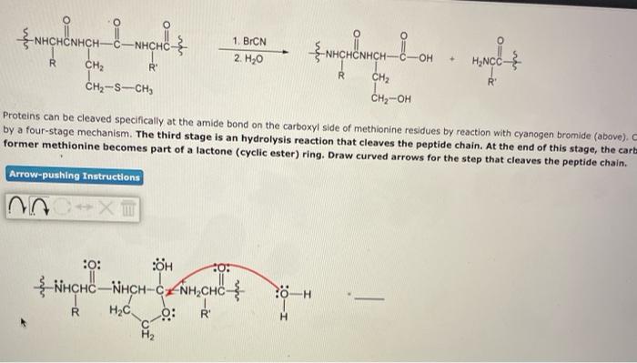 Hchonhch Nig 1 Brcn 2 H O Nghenigh On Hncc R Ch R R Ch R Ch S Ch Ch Oh Proteins Can Be Cleaved Specifically 1