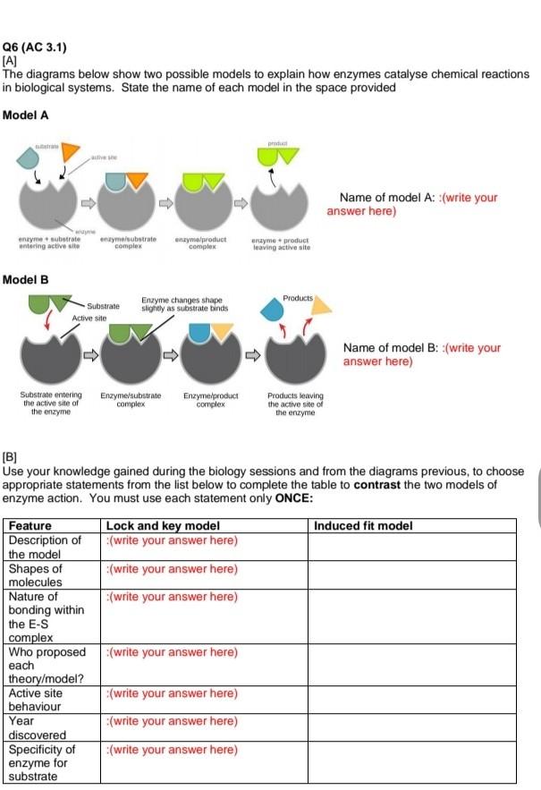 Q6 Ac 3 1 A The Diagrams Below Show Two Possible Models To Explain How Enzymes Catalyse Chemical Reactions In Biolog 1