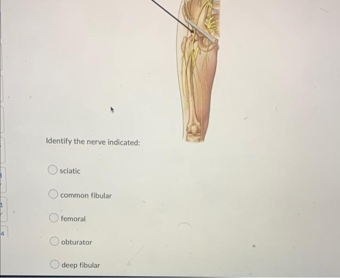 Identify The Nerve Indicated Osciatic Common Fibular Femoral Obturator Deep Fibular 1