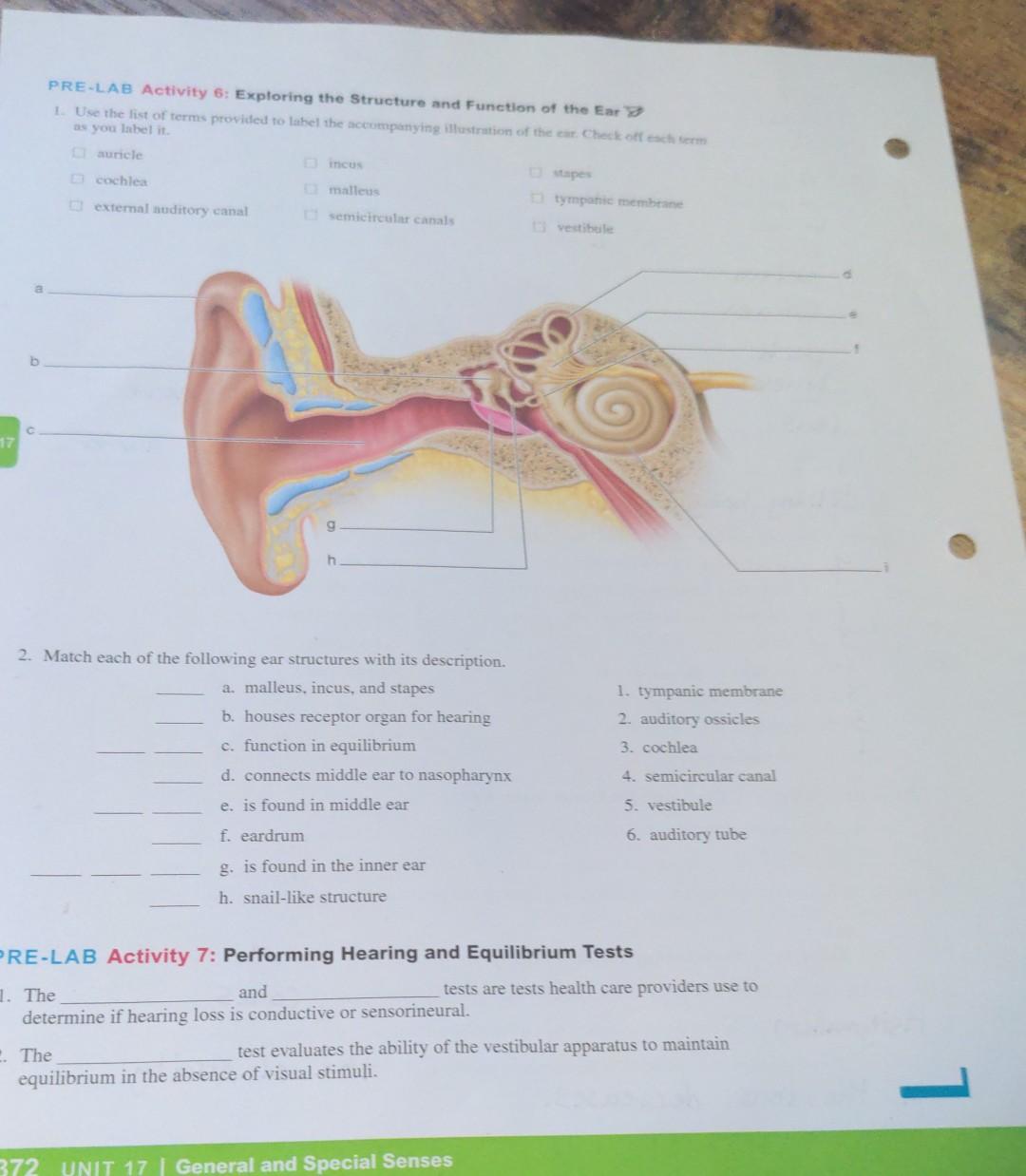 Pre Lab Activity 6 Exploring The Structure And Function Of The Ear 1 Use The List Of Terms Provided To Label The Accom 1