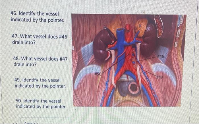 46 Identify The Vessel Indicated By The Pointer 47 What Vessel Does 46 Drain Into 48 What Vessel Does 47 Drain In 1