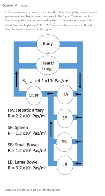 Question 5 1 Point In The Human Body An Artery Branches Off To Flow Through The Hepatic Artery Spleen Small And Larg 1