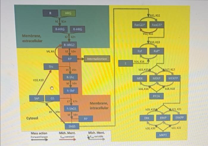 Section 3 Quantitiative Description Of Intracellular Signaling The Growth Factor Signaling Pathway Or Mitogen Activated 3