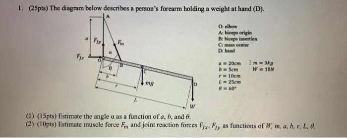 1 25pts The Diagram Below Describes A Person S Forearm Holding A Weight At Hand D Fy F O Elbow A Biceps Origin B 1