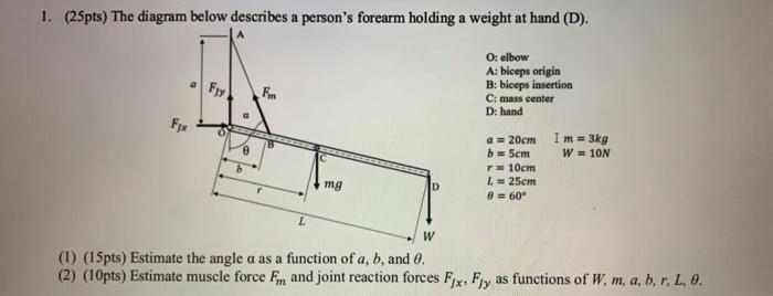 1 25pts The Diagram Below Describes A Person S Forearm Holding A Weight At Hand D Fy O Elbow A Biceps Origin B 1