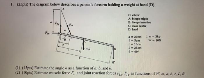 1 25pts The Diagram Below Describes A Person S Forearm Holding A Weight At Hand D Fly O Elbow A Biceps Origin B 1