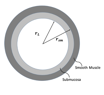 Consider The Following Model To Explore How Bronchoconstriction In Asthmatic Or Normal Airways May Result In Smooth Musc 1