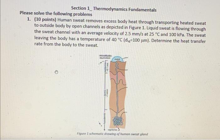 Section 1 Thermodynamics Fundamentals Please Solve The Following Problems 1 10 Points Human Sweat Removes Excess Body 1