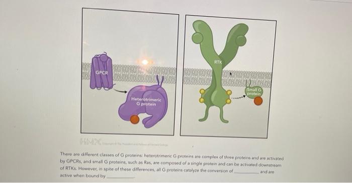 Rtk Gpcr Sg Protein Heterotrimerk G Protein In There Are Die Herent Classes Of Proteins Heterotrimane Proteins Are Comp 1