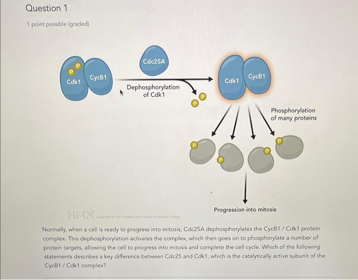 Question 1 1 Point Possible Graded Cdc25a Cdk1 Cycb1 Cdk1 Cycb1 Dephosphorylation Of Cdk1 Phosphorylation Of Many Prot 1