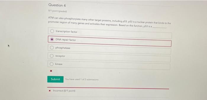 Question 4 O 1 Point Graded Atm Can Also Phosphorylate Many Other Target Proteins Including P53 P53 Is A Nuclear Protei 1