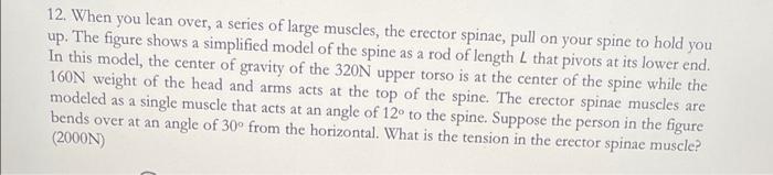 12 When You Lean Over A Series Of Large Muscles The Erector Spinae Pull On Your Spine To Hold You Up The Figure Sho 1