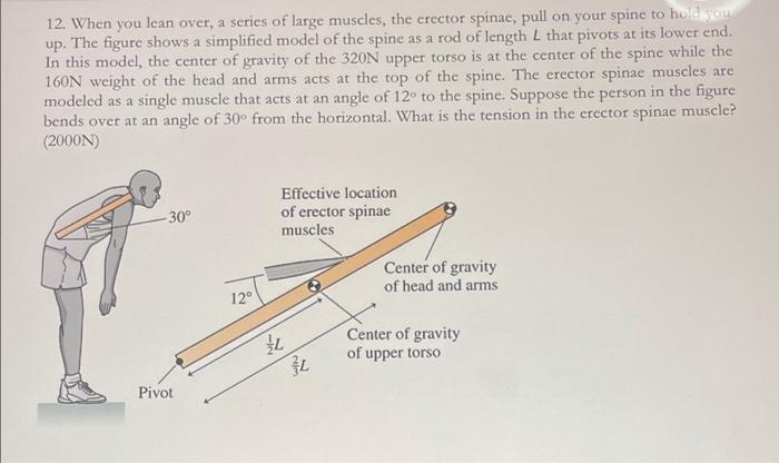 12 When You Lean Over A Series Of Large Muscles The Erector Spinae Pull On Your Spine To Hold You Up The Figure Sho 3