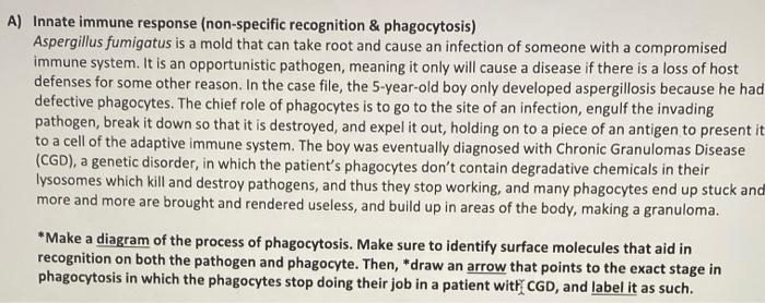 A Innate Immune Response Non Specific Recognition Phagocytosis Aspergillus Fumigatus Is A Mold That Can Take Root A 1