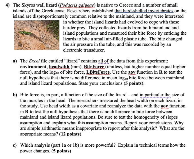 4 The Skyros Wall Lizard Podacris Gaigeae Is Native To Greece And A Number Of Small Islands Off The Greek Coast Rese 1