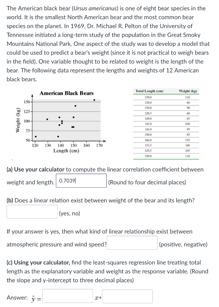 The American Black Bear Ursus Americanus Is One Of Eight Bear Species In The World It Is The Smallest North American 1