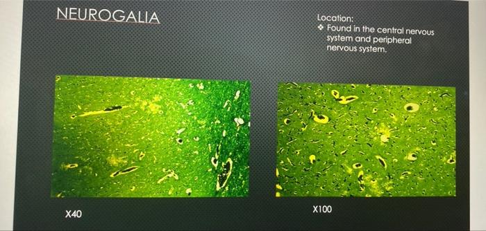 Neurogalia Location Found In The Central Nervous System And Peripheral Nervous System 99 X40 X100 Smooth Muscle Loca 1