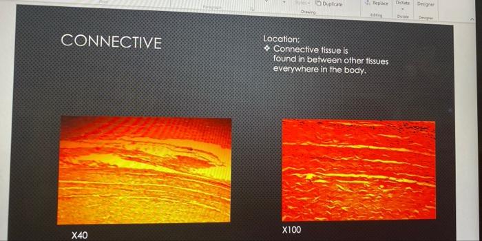 Neurogalia Location Found In The Central Nervous System And Peripheral Nervous System 99 X40 X100 Smooth Muscle Loca 4