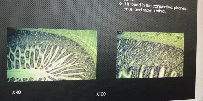 Neurogalia Location Found In The Central Nervous System And Peripheral Nervous System 99 X40 X100 Smooth Muscle Loca 5