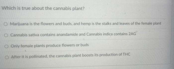 Which Is True About The Cannabis Plant O Marijuana Is The Flowers And Buds And Hemp Is The Stalks And Leaves Of The Fe 1