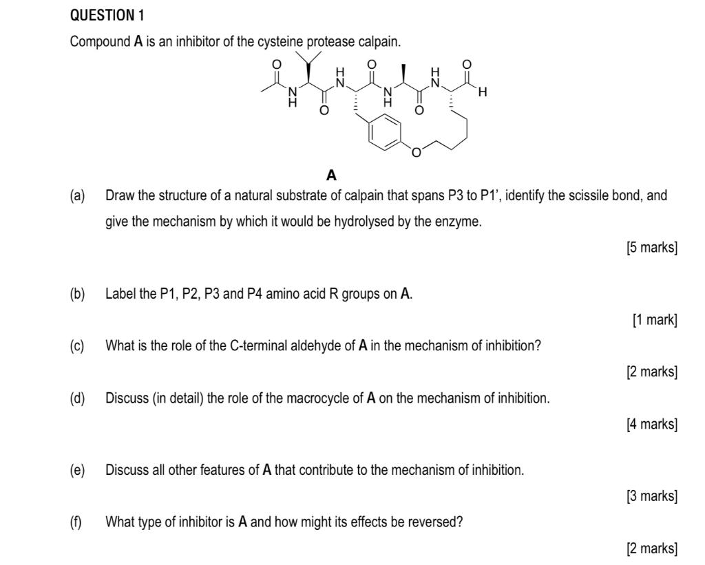 Question 1 Compound A Is An Inhibitor Of The Cysteine Protease Calpain H A A Draw The Structure Of A Natural Substrat 1