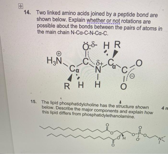 14 Two Linked Amino Acids Joined By A Peptide Bond Are Shown Below Explain Whether Or Not Rotations Are Possible Abo 1