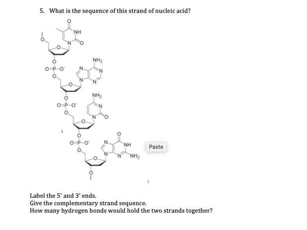 5 What Is The Sequence Of This Strand Of Nucleic Acid Nh Nh2 O P Nh2 O Op O Nh Paste Nh2 Label The 5 And 3 Ends Gi 1