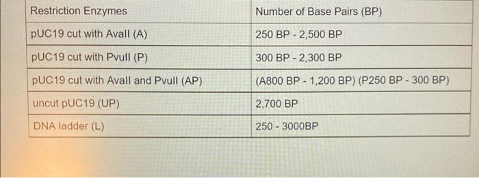 Restriction Enzymes Number Of Base Pairs Bp Puc19 Cut With Avall A 250 Bp 2 500 Bp Puc19 Cut With Pvull P 300 Bp 1