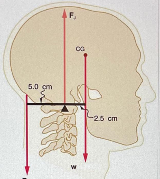 9 Problem 8 Even When The Head Is Held Erect As Shown In The Figure Its Center Of Mass Is Not Directly Over The Pr 2