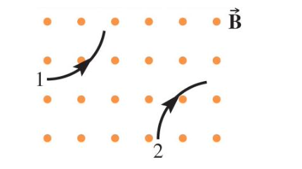 Two Charged Particles Move Along The Paths Shown Through A Constant Magnetic Field Pointing Out Of The Plane Of The Page 1