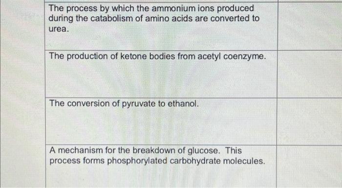 The Process By Which The Ammonium Ions Produced During The Catabolism Of Amino Acids Are Converted To Urea The Producti 1