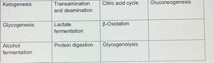 Ketogenesis Transamination And Deamination Citric Acid Cycle Gluconeogenesis Glycogenesis B Oxidation Lactate Fermentati 1